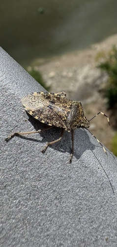 Mottled Stink Bug