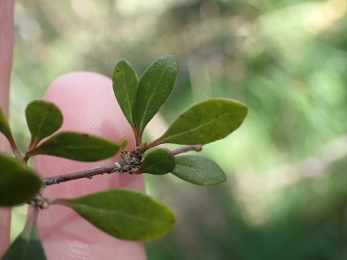 Olearia virgata observed 2026-09-25