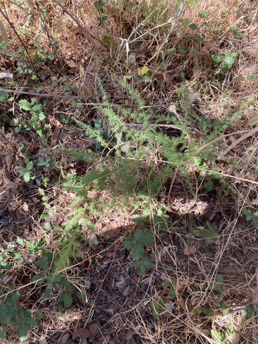 Spiny Asparagus