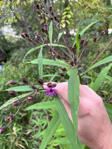 New York ironweed