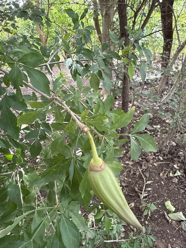 cuachilote