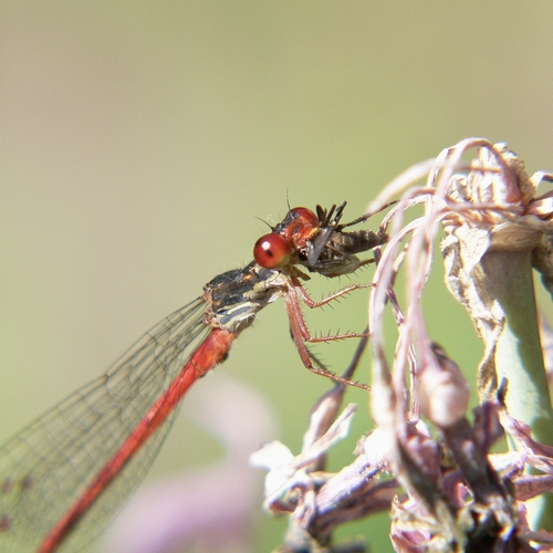 Small Red Damselfly