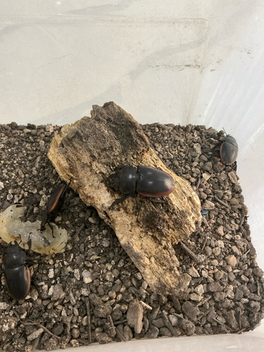 Golden Stag Beetle
