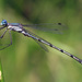 Lestes disjunctus - Photo (c) Lisa Brown, algunos derechos reservados (CC BY-NC)