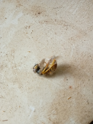 German Yellowjacket