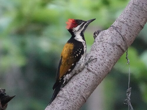 Black-rumped Flameback