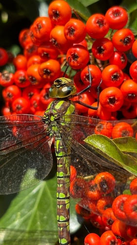 Southern Hawker