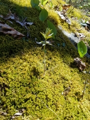 Lysimachia quadrifolia