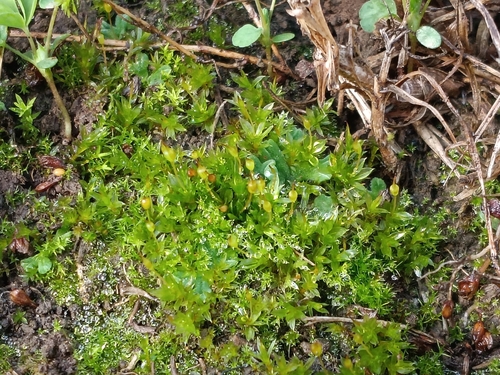 Tortula truncata observed 2026-09-24