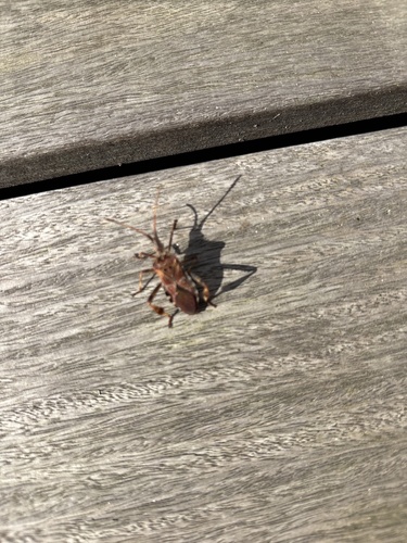 Western Conifer Seed Bug