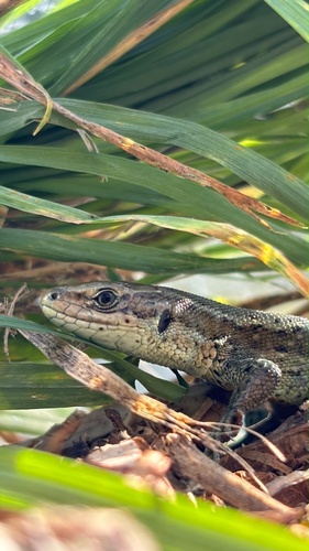 Viviparous Lizard