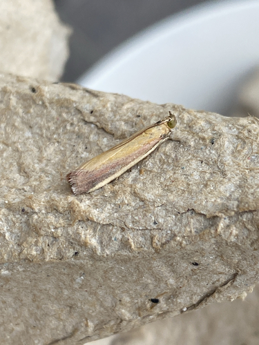 Rosy-striped Knot-horn