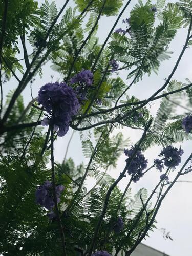 blue jacaranda