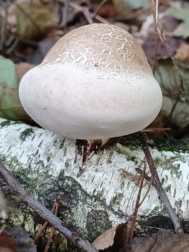 birch polypore