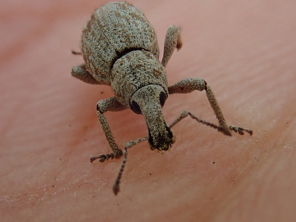Panscopus torpidus