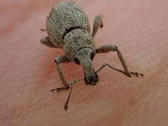 Panscopus torpidus