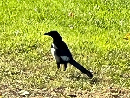 Eurasian Magpie