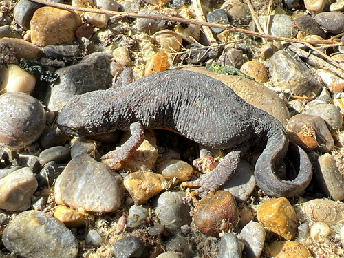 Alpine Newt