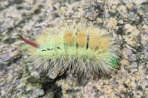 Pale Tussock Moth