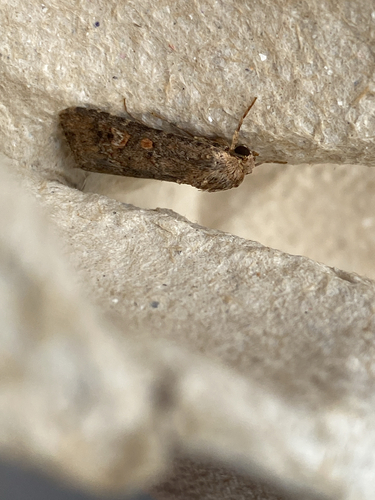 Beet Armyworm Moth
