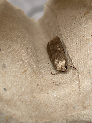 Beet Armyworm Moth