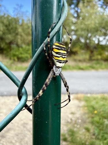 Wasp Spider