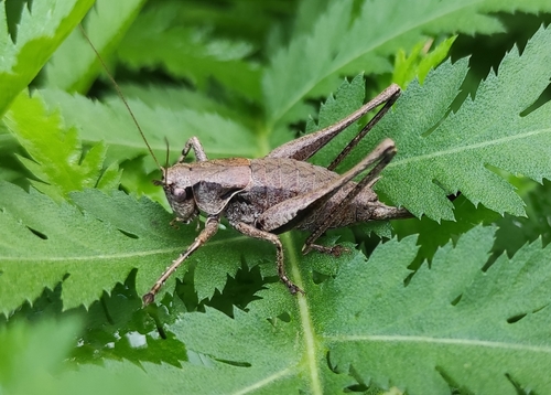 Dark Bush-cricket