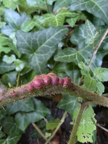 Diastrophus rubi