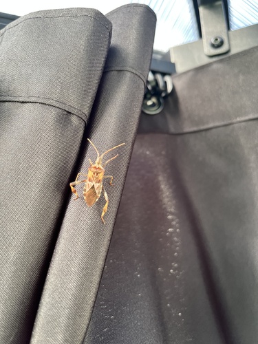 Western Conifer Seed Bug