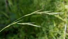 Brachypodium sylvaticum