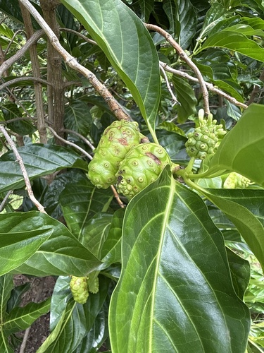 Noni