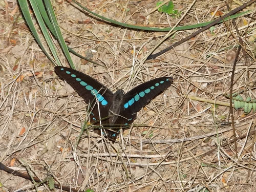 Common Bluebottle