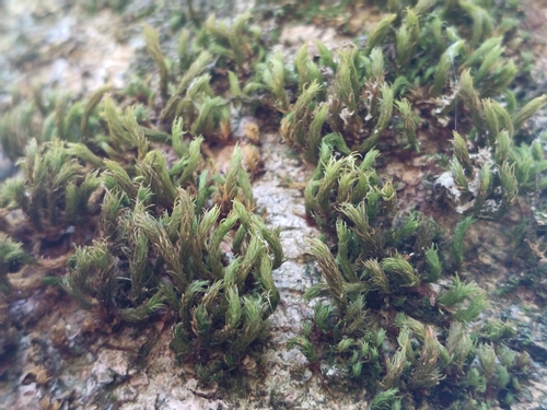 Pulvigera lyellii observed 2026-09-24