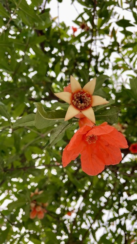 pomegranate