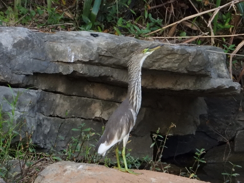 Chinese Pond-Heron