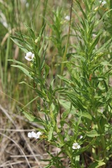 Gratiola officinalis