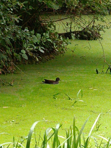 Eurasian Moorhen