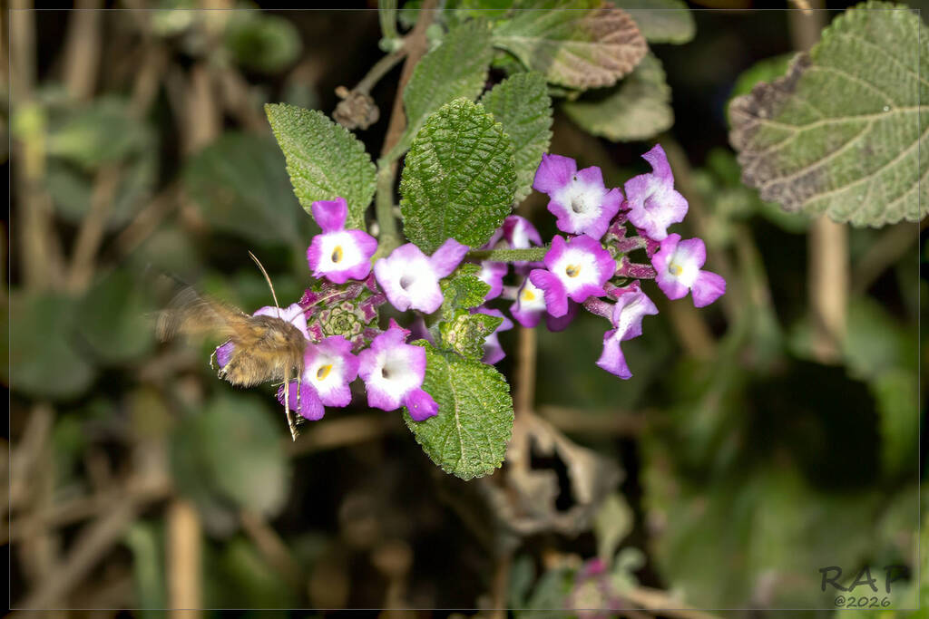 Lantana megapotamica; photograph (c) RAP, some rights reserved (CC BY)