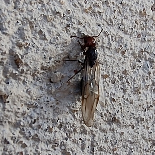 Mediterranean Acrobat Ant
