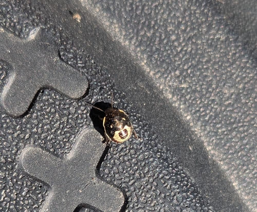 Holcostethus sphacelatus