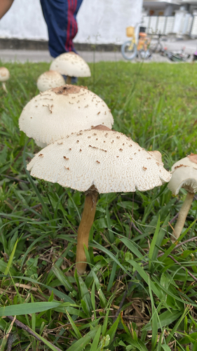 Green-spored Parasol