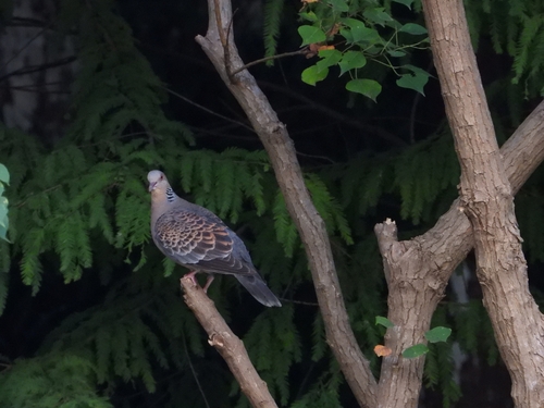 Oriental Turtle-Dove