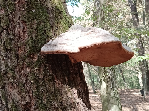Hoof Fungus