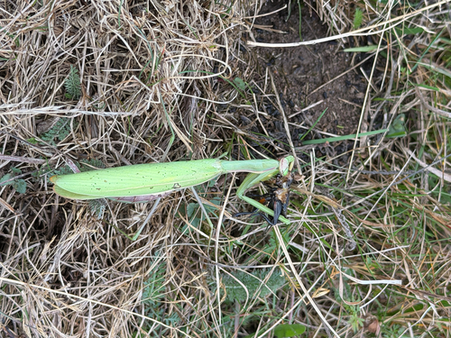 European Mantis