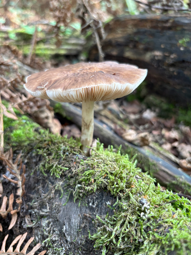 Deer Mushroom