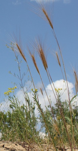 Secale sylvestre