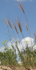 Secale sylvestre