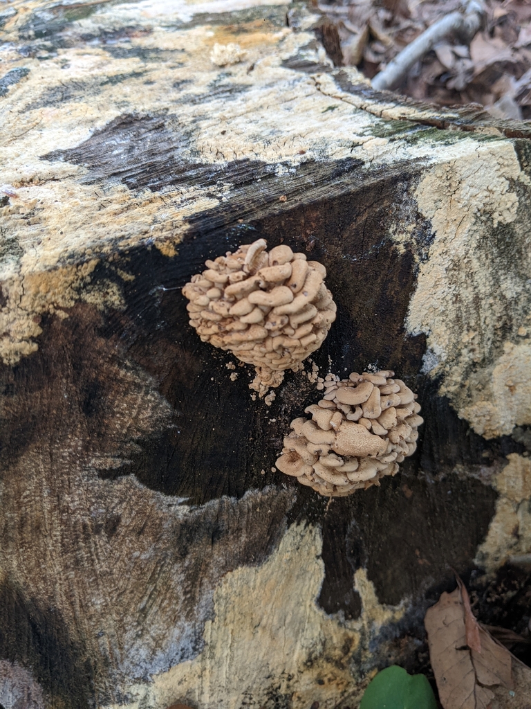 Luminescent Panellus · September 2026 · photo: Photo: (c) Maria Aghazarian, some rights reserved (CC BY) · iNaturalist