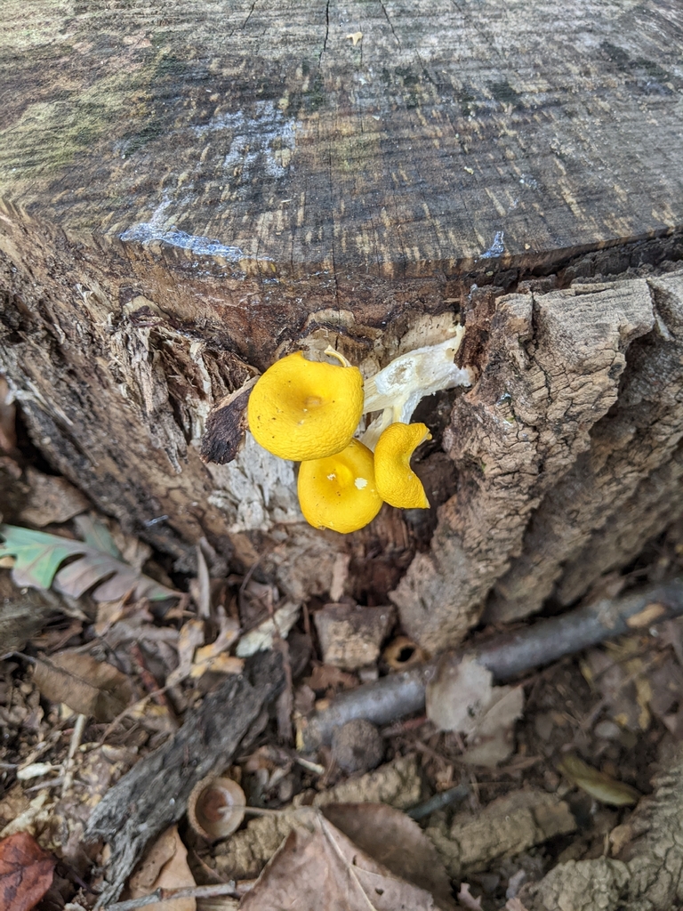 Golden Oyster Mushroom · September 2026 · photo: Photo: (c) Maria Aghazarian, some rights reserved (CC BY) · iNaturalist
