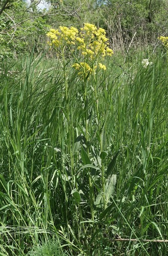 Bunias orientalis, photograph 3